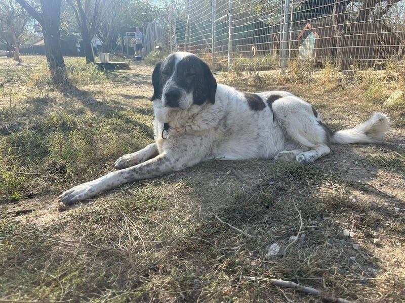 Treuer Hundesenior Tim