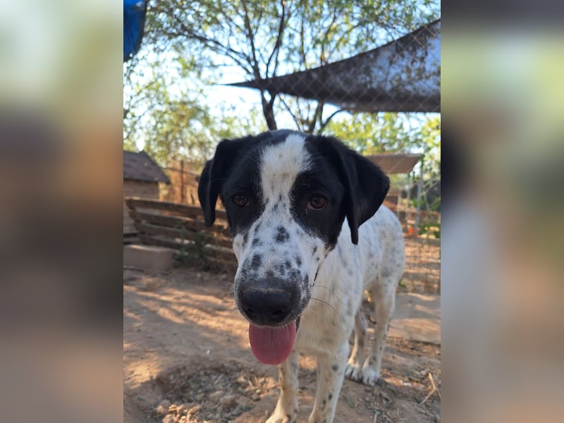 Wunderschöner, sensibler Apollo möchte endlich ankomen