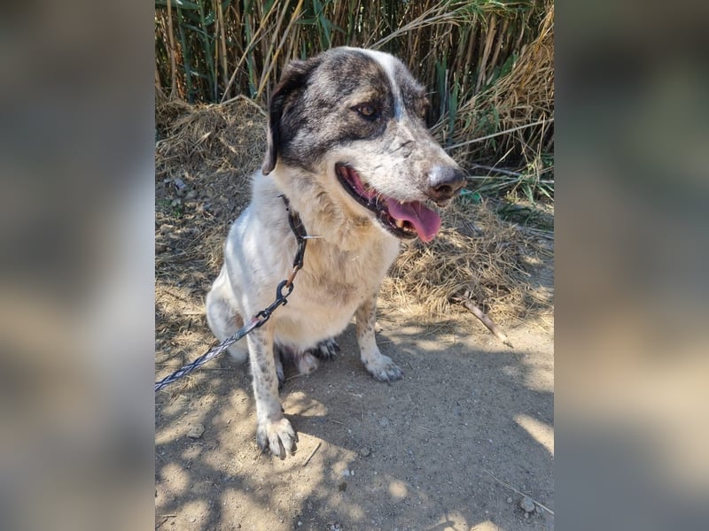 Treuer Hundesenior Tim