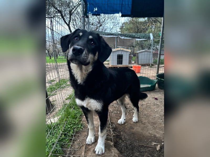 Ruhige Junghündin Poppy sucht liebevolles Zuhause