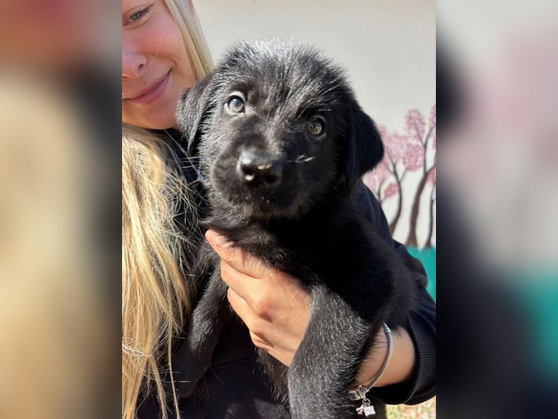 Zuckersüßer Welpe Jiji sucht sein Zuhause