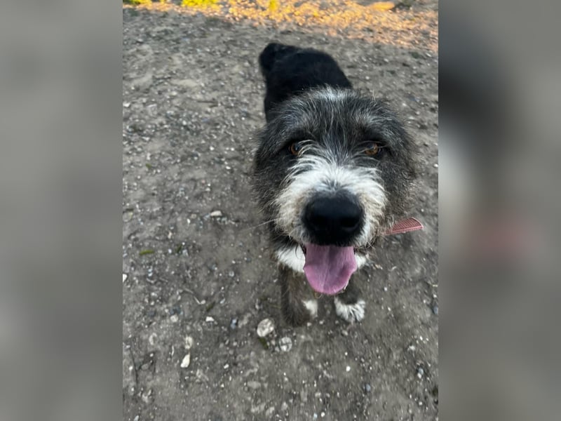 Pierro: Ein ganz besonderer Hund