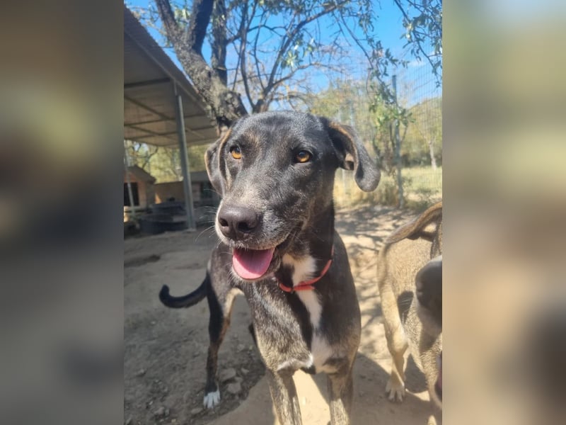 Sensibler Rüde TED möchte endlich Vertrauen fassen