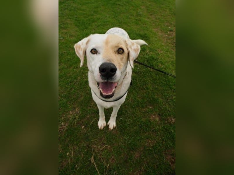 Treuer Gefährte Piratis