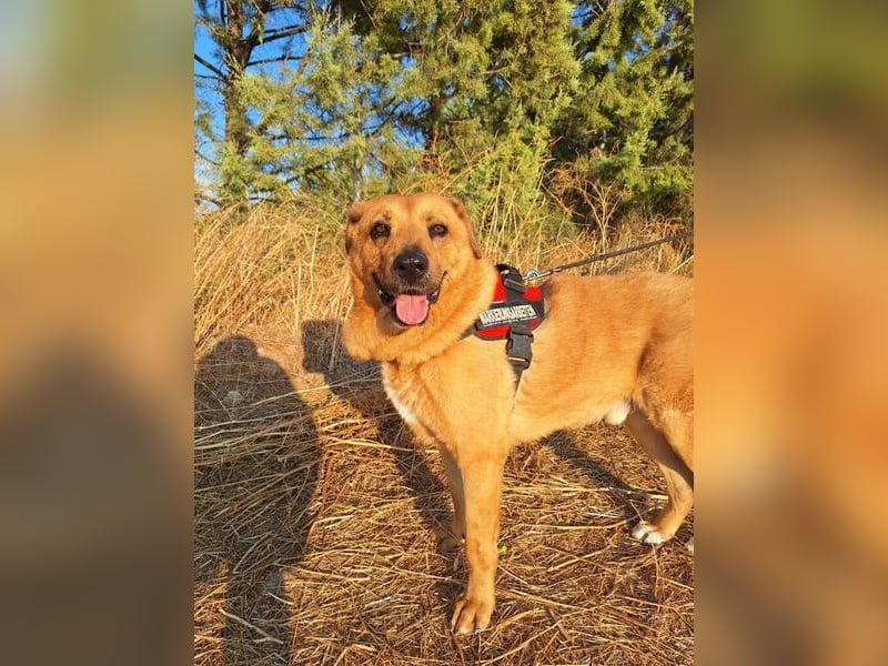 Zeus - tapferer Rüde sucht sein Für-immer-Zuhause