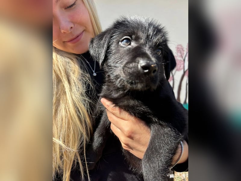 Zuckersüßer Welpe Jiji sucht sein Zuhause