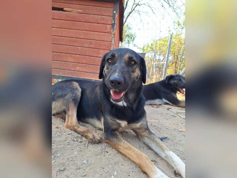 Wunderschöne Pepita sucht ein Zuhause