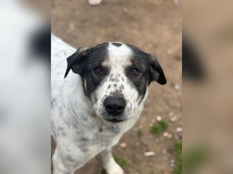 Familienhund Adam sucht sein Glück