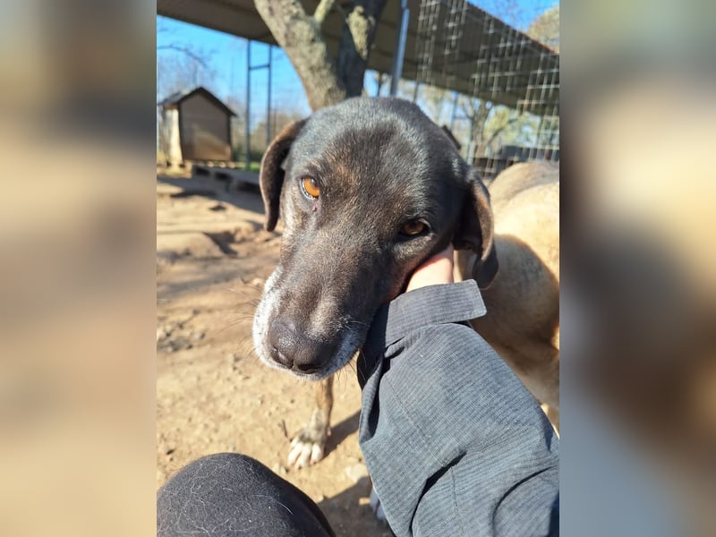 Sensibler Rüde TED möchte endlich Vertrauen fassen