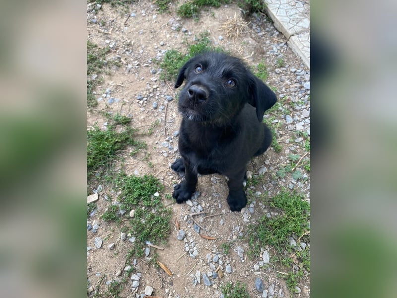 Zuckersüßer Welpe Jiji sucht sein Zuhause