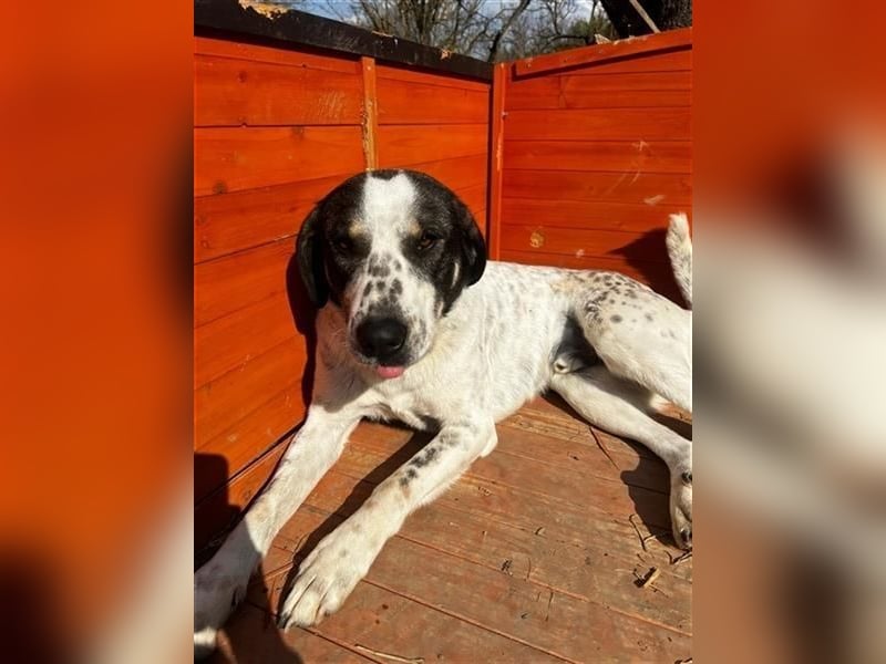 Toller Familienhund Adam sucht seine Familie