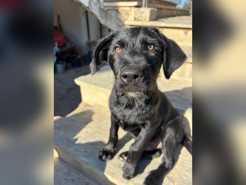 Zuckersüßer Welpe Jiji sucht sein Zuhause