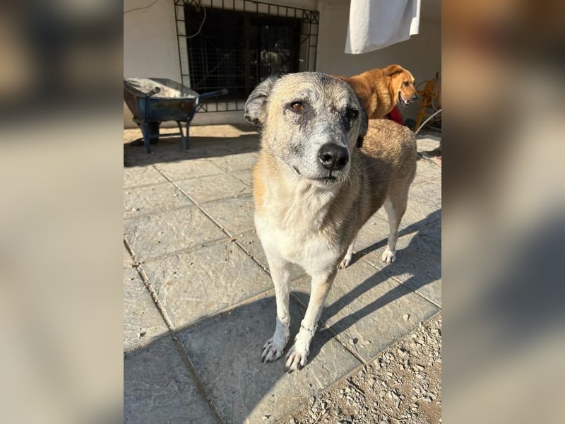 Unkomplizierte Hündin Kira sucht ein Zuhause
