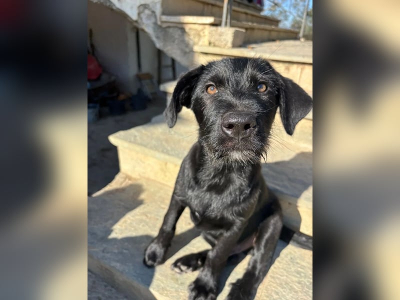 Zuckersüßer Welpe Jiji sucht sein Zuhause