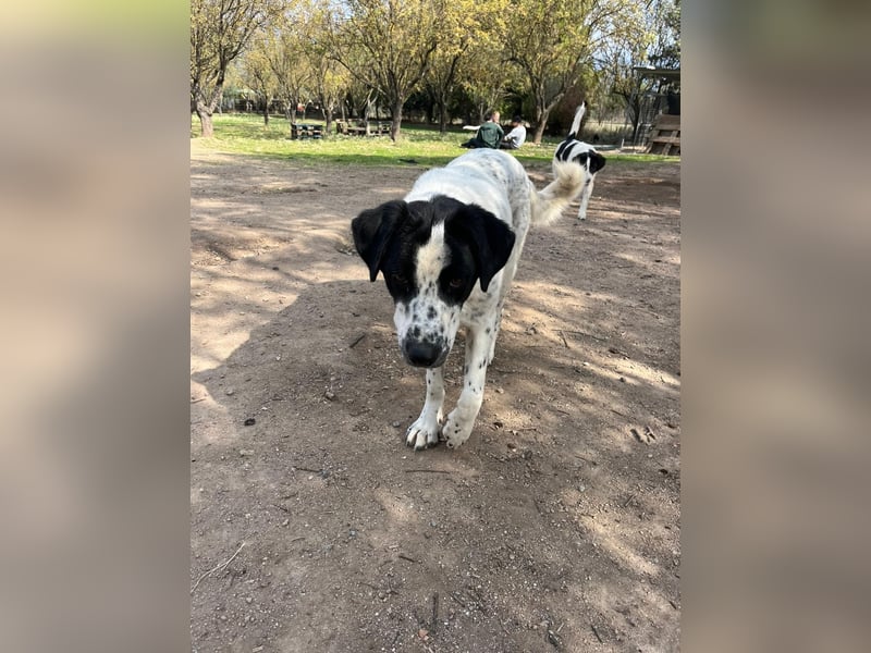 Apollo - sensibler Junghund möchte endlich ankommen