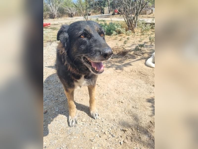 Liebevolle Hunde-Omi Funny