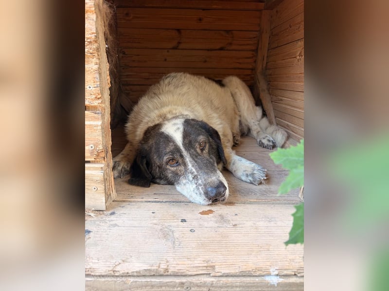 Treuer Hundesenior Tim