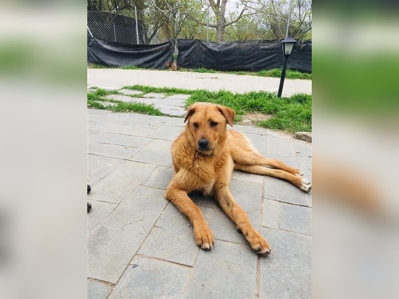 Zeus - tapferer Rüde sucht sein Für-immer-Zuhause