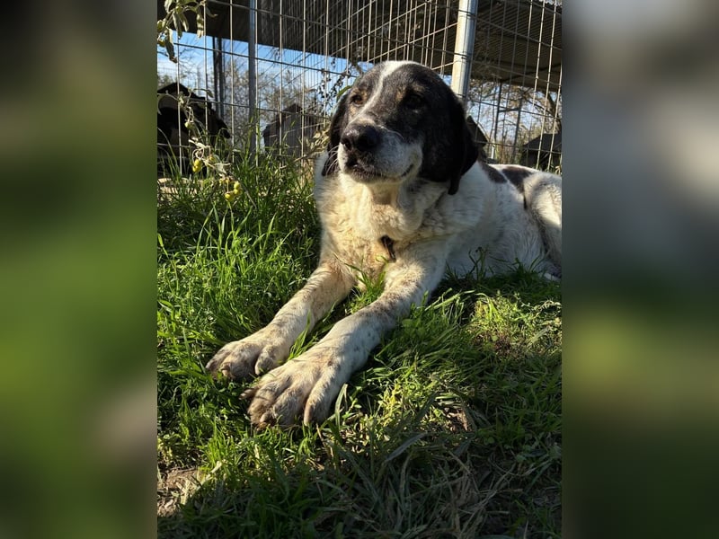 Treuer Hundesenior Tim