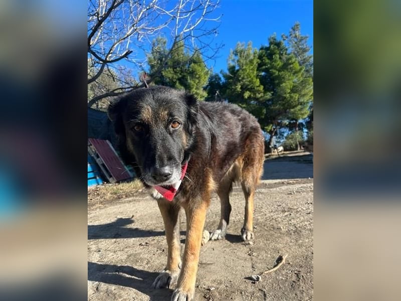 Liebevolle Senioren-Hündin Funny