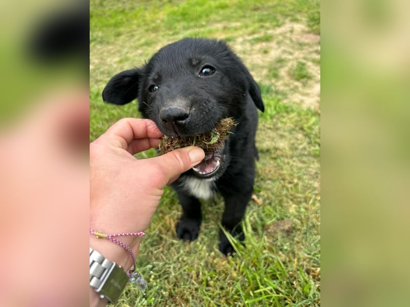 Verspielter Welpenjunge Vino sucht liebevolles Zuhause