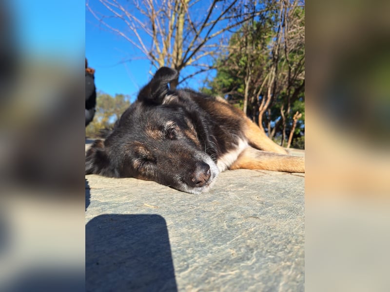 Liebevolle Hunde-Omi Funny