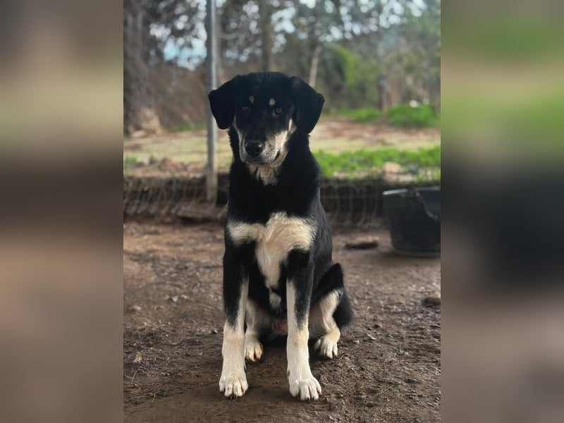 Ruhige Junghündin Poppy sucht liebevolles Zuhause