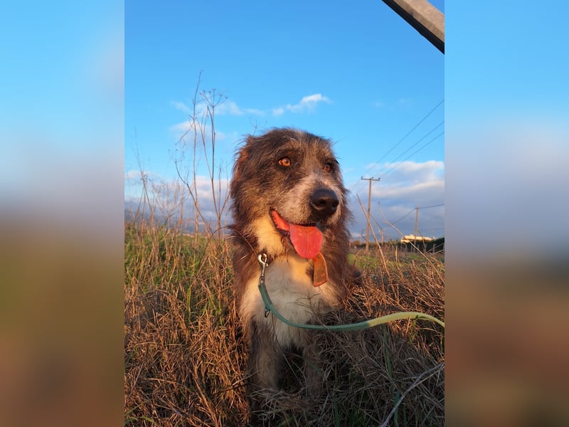 Pierro: Ein ganz besonderer Hund