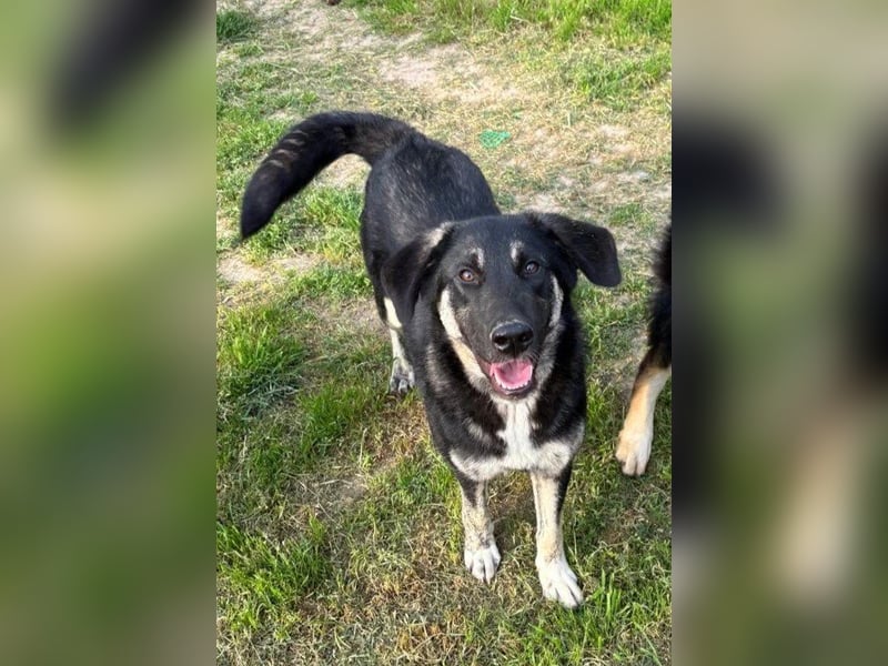 Neugierige Junghündin Millie möchte die Welt entdecken