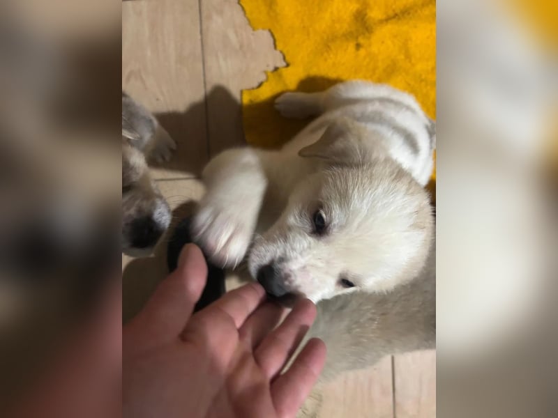 Hiro - liebevoller Welpe sucht sein Zuhause