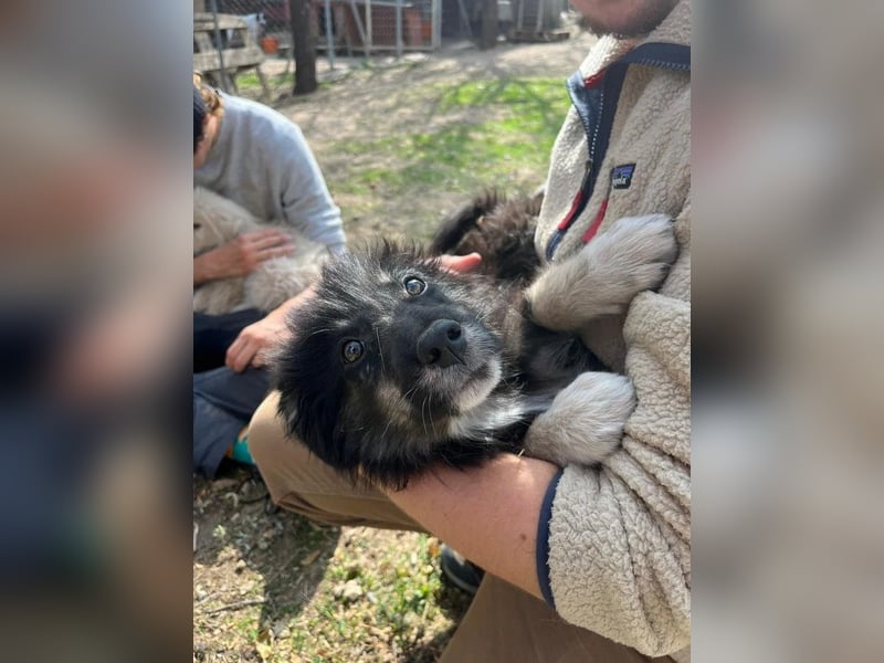 Niedlicher Welpe Nero