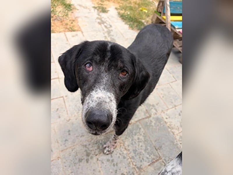 Phos - ein Hund, dessen Geschichte berührt