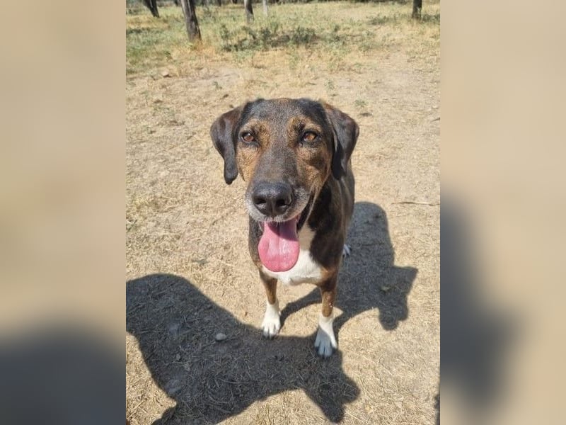 Toller Familienhund Samu