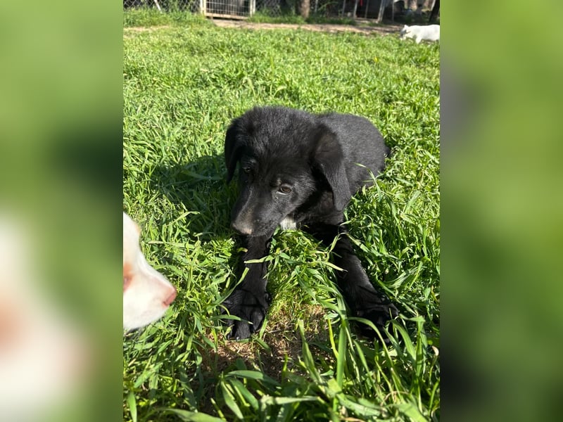 Verspielter Welpenjunge Vino sucht liebevolles Zuhause