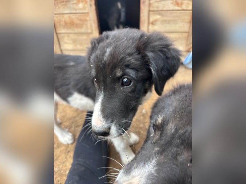 Hundewelpe Esco - liebevoller Abenteurer