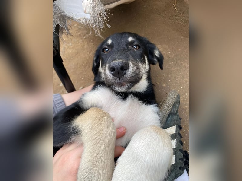 Ruhige Junghündin Poppy sucht liebevolles Zuhause