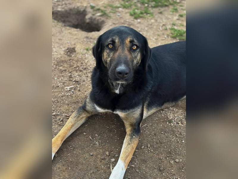 Wunderschöne Pepita sucht ein Zuhause