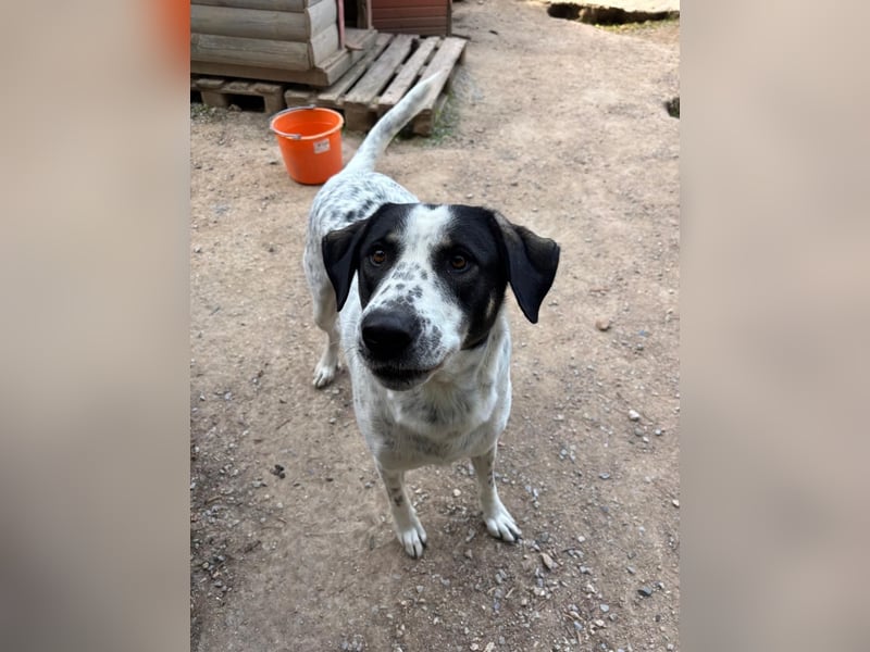 Toller Familienhund Adam sucht seine Familie