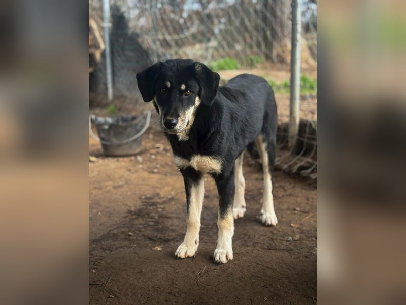 Ruhige Junghündin Poppy sucht liebevolles Zuhause