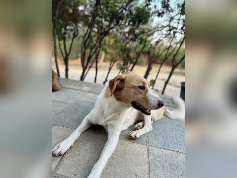 Benny- Sensibler Rüde mit großem Herzen sucht sein Zuhause