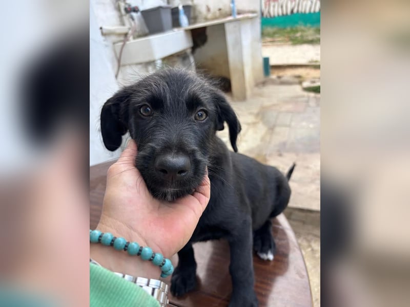 Zuckersüßer Welpe Jiji sucht sein Zuhause