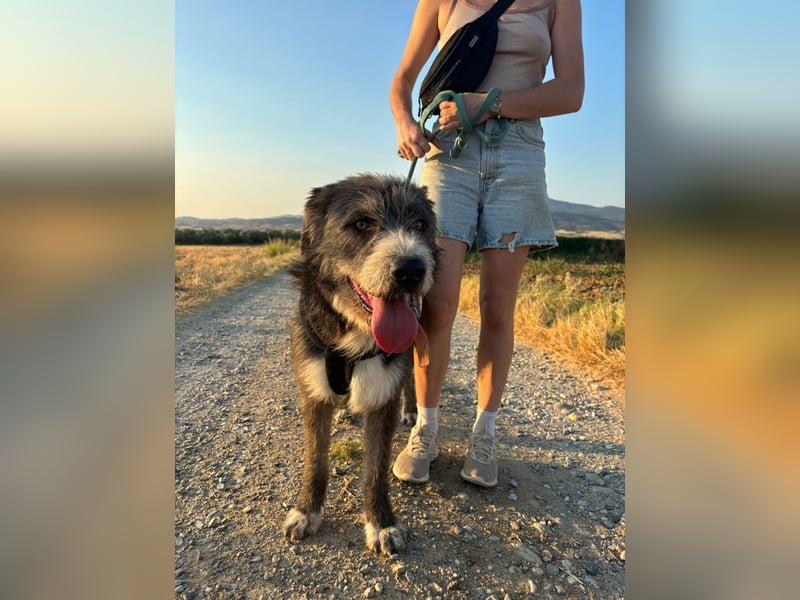 Pierro: Ein ganz besonderer Hund