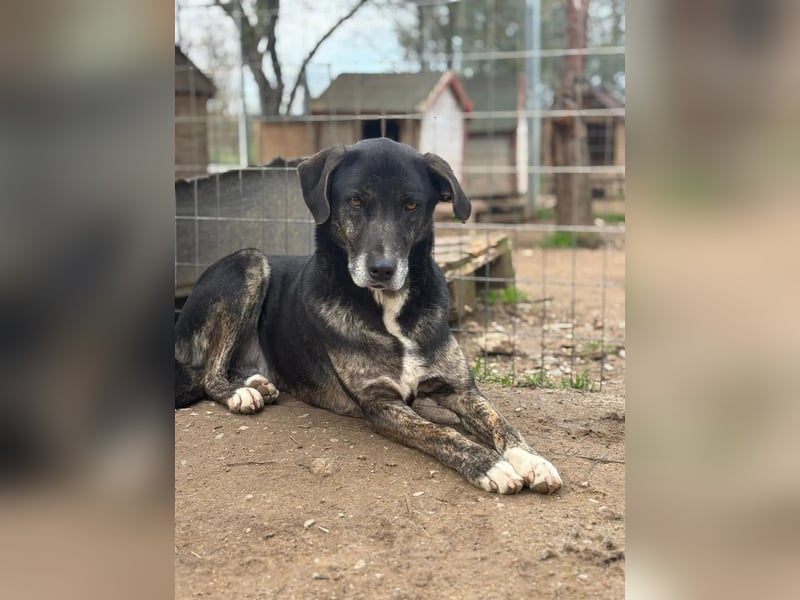 Sensibler Rüde TED möchte endlich Vertrauen fassen