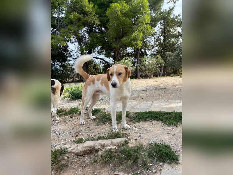 Benny- Sensibler Rüde mit großem Herzen sucht sein Zuhause
