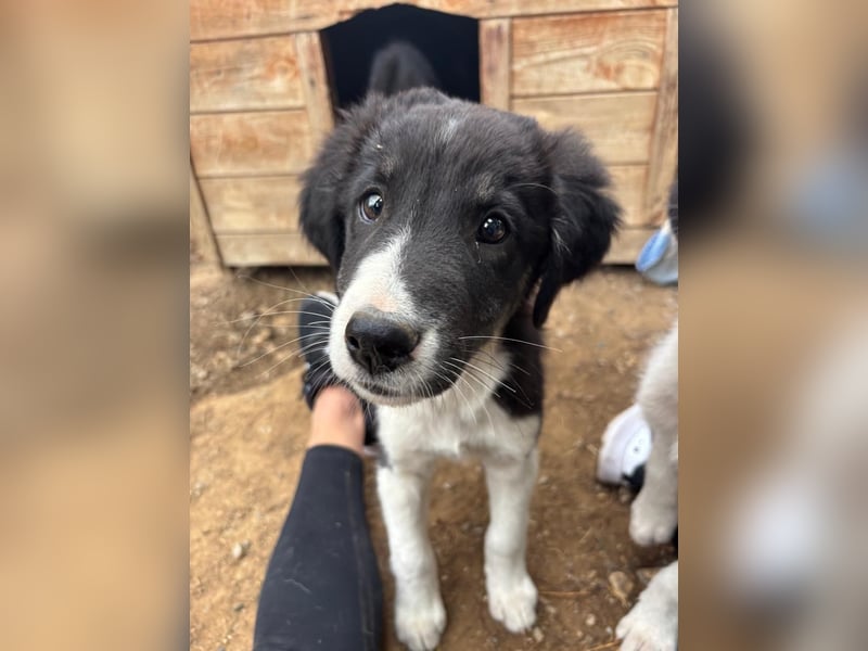 Hundewelpe Esco - liebevoller Abenteurer