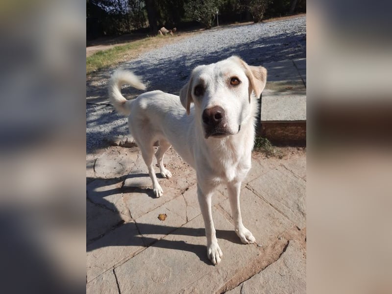 Chloe - mutige Hündin sucht ihre Menschen