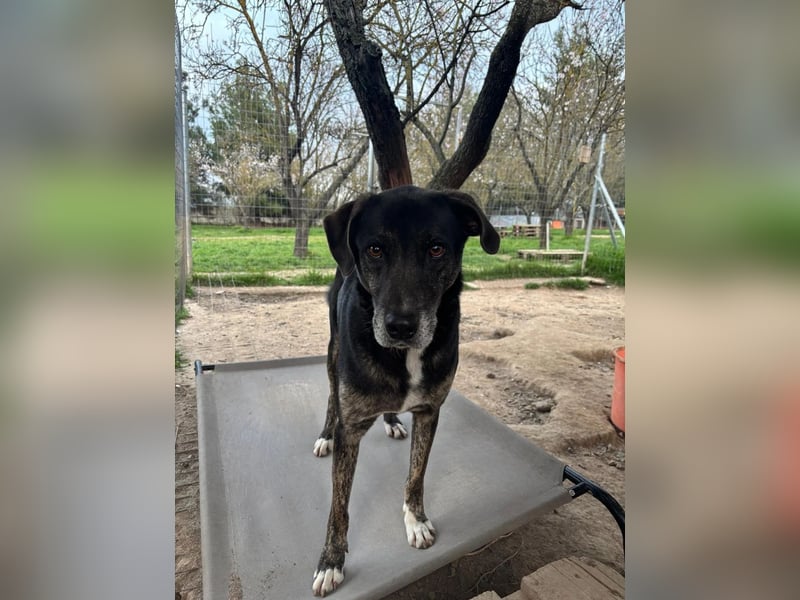 Sensibler Rüde TED möchte endlich Vertrauen fassen