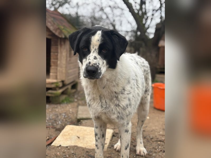 Wunderschöner, sensibler Apollo möchte endlich ankomen