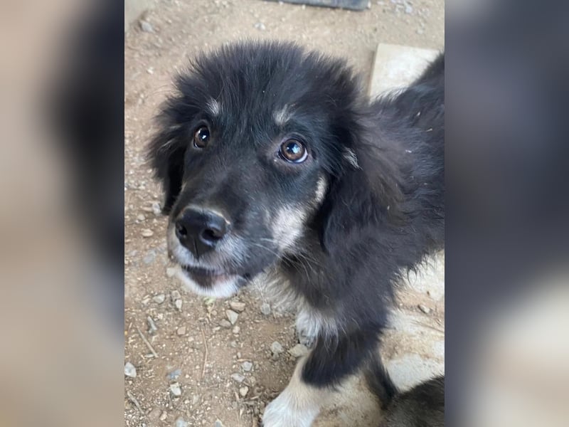 Niedlicher Welpe Nero