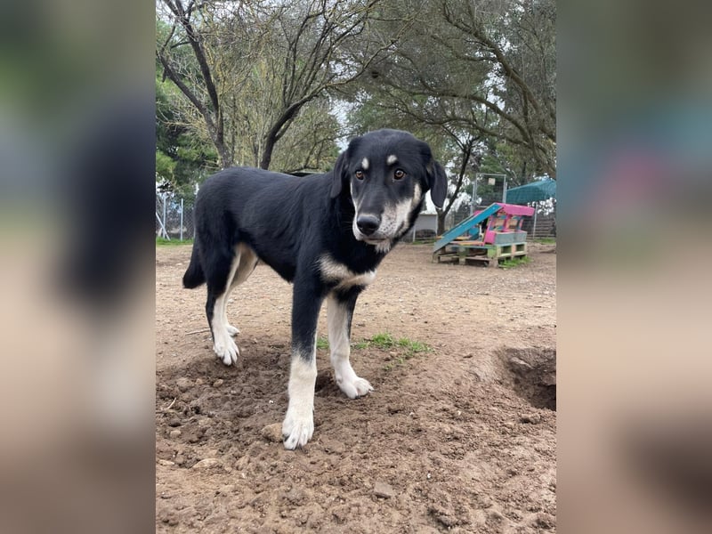 Zuckersüße Poppy sucht liebevolles Zuhause